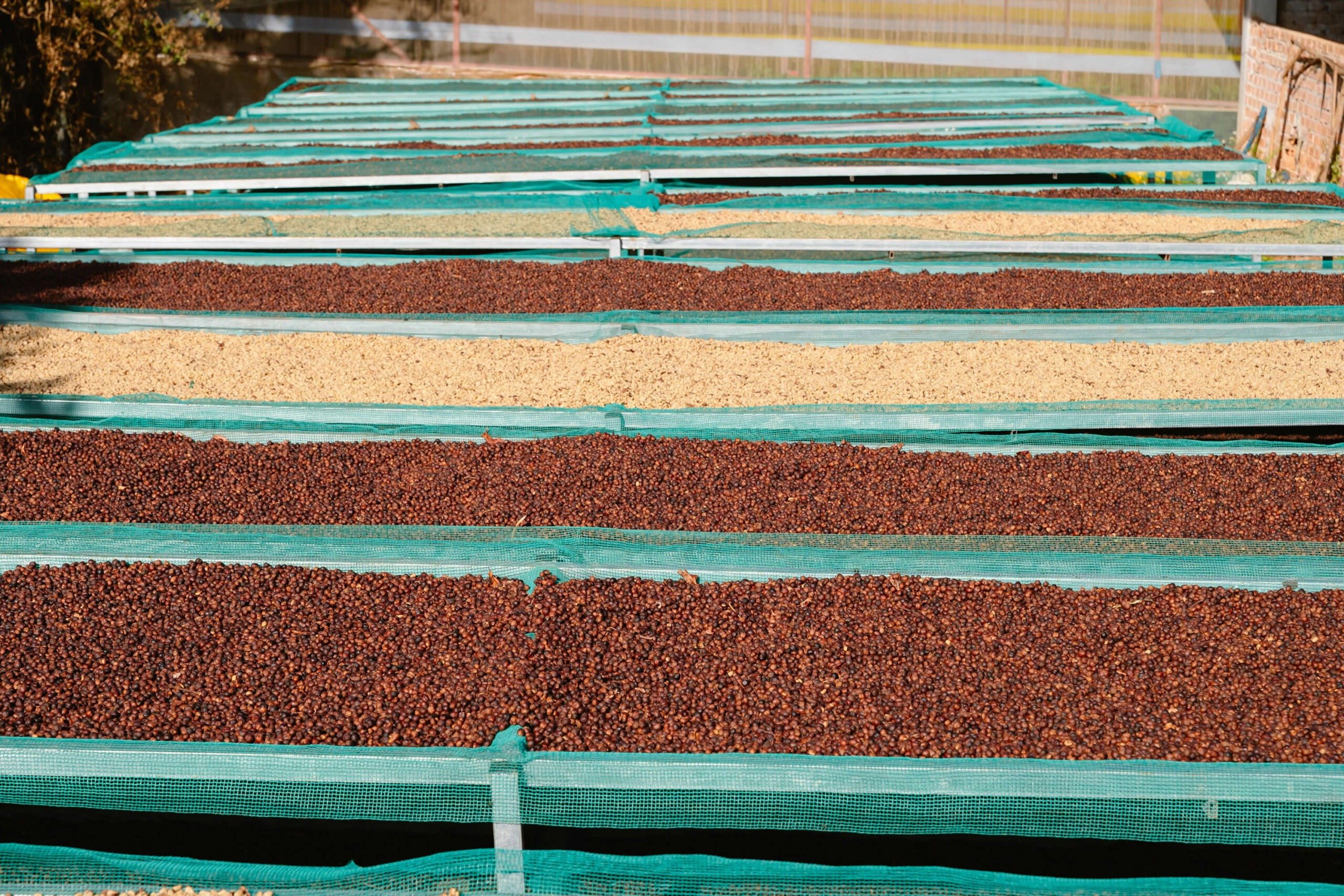 pexels-1500mcoffee-28314458
