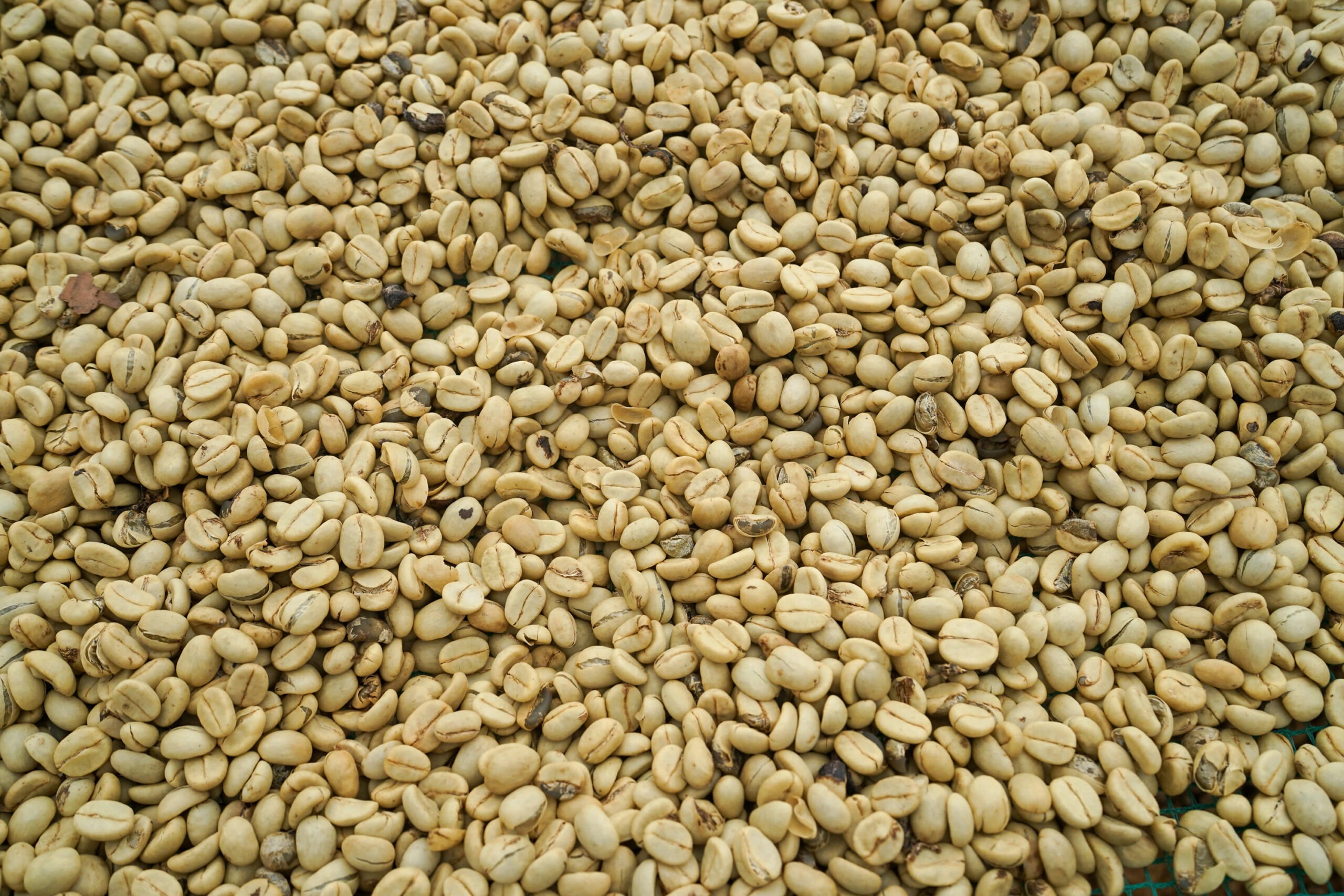 pexels-1500mcoffee-29995166